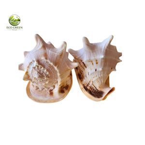 Coquille de mer rouge premium, véritable coquille naturelle décorative pour la décoration de maison en bord de mer, mariage et cadeau souvenir - Product Image 2