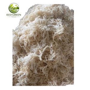 Musgo Marino Dorado Seco al por Mayor, Musgo Irlandés Silvestre Crudo de Primera Calidad, Algas Secas al Sol, Precio Directo de Fábrica, Proveedor de Volumen - Product Image 1