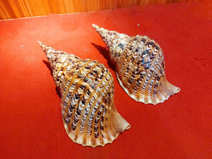 Conchas de Trompeta Triton Grandes, Naturales, Pulimentadas y Limpias, Provenientes de Vietnam, Modelo 99GD Mia, Decoración para el Hogar, Grandes Cantidades - Product Image 6