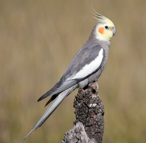Cockatiel Live Birds for Aviculture Breeding Ornamental <b>Aviaries</b> and Wholesale Supply for Bird Farms - Product Image 6