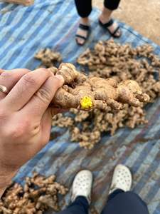 Jengibre Fresco Natural de Vietnam, Exportación al por Mayor para Compradores Internacionales que Buscan un Socio de Suministro de Contenedores a Largo Plazo - Product Image 5