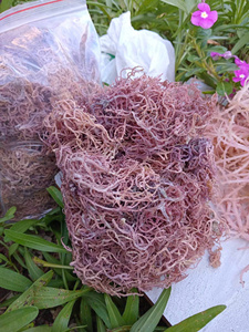 Musgo Marino Morado Orgánico – Superalimento Marino de Vietnam - Product Image 3