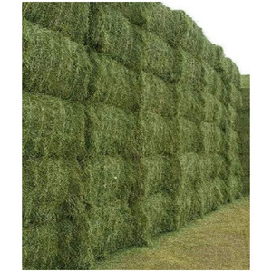 Foin d'alfalfa pour les acheteurs internationaux, balles de foin de qualité supérieure pour l'alimentation du bétail et les marchés agricoles. - Product Image 4