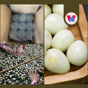HUEVOS DE CODORNIZ ENLATADOS EN SALMURINA DE 15 OZ, PREPARADOS PARA HOTPOT, RAMEN, SOPA Y BAOZIS, PRODUCTO EN OFERTA - Product Image 2