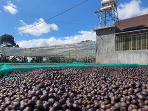 Grains de café vert Robusta du Vietnam de qualité 1 |   Nouvelle récolte de haricots verts 2026 |   Approvisionnement en gros pour l'exportation en vrac - Product Image 4
