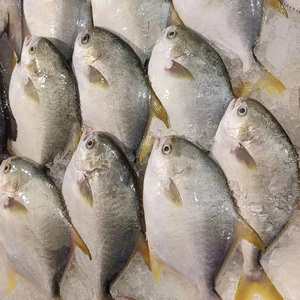 Poisson Pomfret Argenté Frais Congelé à Prix Abordable, Poisson Pomfret Blanc Congelé - Product Image 4