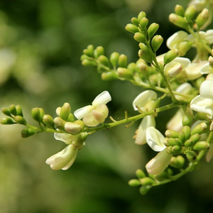 Capullo de Sophora Japonica Seco al por Mayor, Ingrediente Botánico Natural, Proveedor de Exportación a Granel de Vietnam - Product Image 1