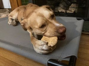 Bâton à mâcher pour chien en bois de café, robuste, naturel, résistant, durable, biologique, écologique, jouet d'intérieur pour chien, pour mâcheurs agressifs, grande taille - Product Image 6