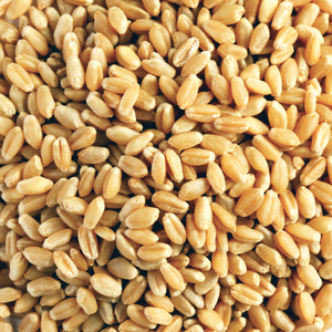 Blé à grains longs biologique naturel de haute qualité pour la production de farine, la transformation alimentaire, la pâtisserie et l'agriculture - Product Image 5