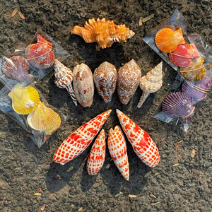 Colección de Conchas Marinas Naturales: Concha Reina, Casco de Rey, Tritón, Murex Manzana, Tulipán Verdadero, Concha de Cauri, Vieira Decorativa - Directo de Fábrica en Vietnam - Product Image 1