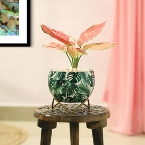 Petits pots de fleurs décoratifs pour table, senteur tropicale, pour plantes succulentes, cactus, petites plantes vertes, décoration intérieure - Product Image 1