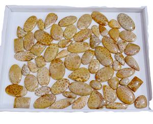 ปะการังฟอสซิลธรรมชาติ100% อัญมณีหลวมรูปร่างผสมและขนาดฟอสซิลปะการัง Cabochon อัญมณีหลวมสำหรับใช้ทำเครื่องประดับ - Product Image 1