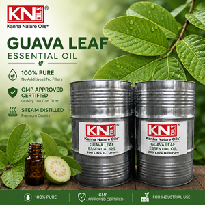 น้ำมันหอมระเหยใบฝรั่งแท้ 100% คุณภาพสูง ได้รับการรับรองออร์แกนิก Psidium Guajava ผู้ผลิตขายส่งทั่วโลก ผู้ส่งออก ผู้ค้าส่ง - Product Image 3