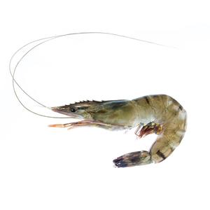 Crevettes surgelées de haute qualité provenant de fournisseurs de confiance Crevettes surgelées fraîches emballées avec soin pour une distribution rapide - Product Image 4