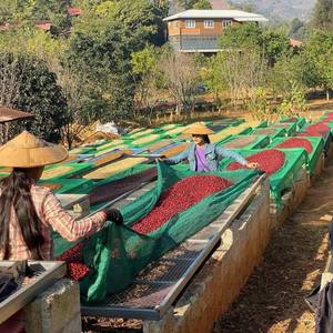 HANCOFFEE Café Robusta de Vietnam, Granos de Café de Alta Calidad Grado 1 Scr 16 - 18, Precio al por Mayor, Empacado a Granel 60 kg - Product Image 4