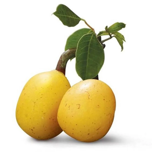 Huile de Marula |   Fournisseur en gros d'huiles végétales de première qualité, fabricant OEM et marque privée - Product Image 5