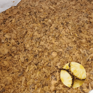 Alimento para Ganado de Primera Calidad, Precio Económico de Fábrica en Vietnam, Ensilaje de Cáscara de Piña en Bolsa de PE, Superventas - Product Image 1