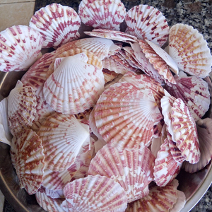 Conchas de vieira naturales KMI de 9–12 cm – Ecológicas y a granel para manualidades y decoración del hogar - Product Image 3