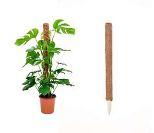 Poteau en fibre de coco et support pour plantes en coco, biodégradable, pour la culture en jardin - Product Image 1