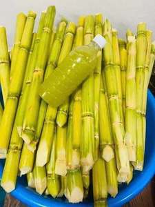 Bâtonnets de canne à sucre naturelle surgelée du Vietnam – Qualité supérieure, fruits tropicaux, qualité alimentaire, vente en gros - Product Image 3