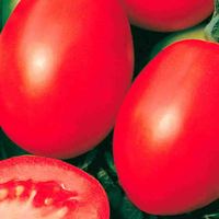 Tomaten Rio Grande OPV Zaden Pakistan Oorsprong 99% Zuiverheid Moon Star 85% Kiembaarheid 2 Jaar Houdbaarheid