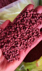 Fournisseur de graines d'annatto Prix compétitif Qualité supérieure pour les supermarchés et les chaînes de distribution - Product Image 4