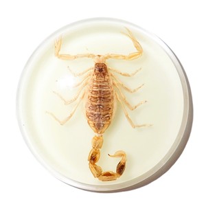 Golden Scorpion Real Specimen Plastic Cabochon Round 38.5x38.5 mm Glow Flat Bottom for Crafts and Jewelry Making - Product Image 2