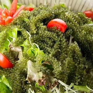 Uvas de Mar Deshidratadas Más Vendidas, Suministro a Granel desde Vietnam para el Mercado Global - Product Image 1