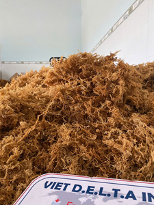 WHOLESALE DRIED SEA MOSS/IRISH SEA MOSS// Ms. Lima - Product Image 4