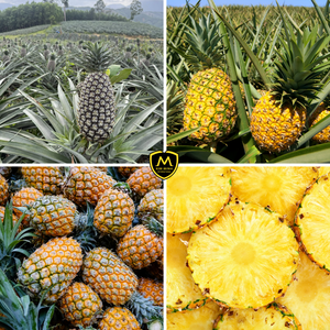 Piña Fresca de Vietnam _ Suministro a Granel Estable para Mercados B2B - Product Image 5