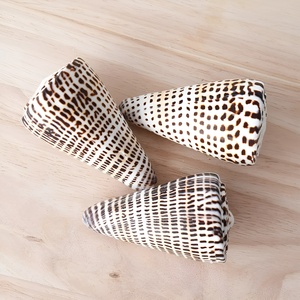 Coquillages hébreux au meilleur prix, coquilles coniques à vendre, coquillages naturels en gros, fourniture de coquillages. - Product Image 2