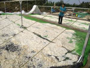 Écailles de poisson séchées Matière première naturelle pour la production de collagène et de gélatine Fourniture d'exportation de haute qualité en provenance du Vietnam - Product Image 6