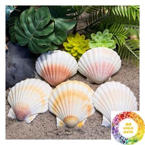 Coquilles Saint-Jacques Décoration Côtière Coquillages Naturels Blancs 3-5cm 8-13cm pour la Décoration de la Maison de Plage, de la Table, du Mur et de la Maison - Product Image 3