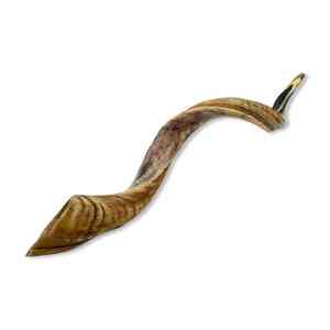 Shofar traditionnel semi-polissé, instrument musical juif ancien de Terre Sainte, embouchure lisse pour un soufflage facile, son clair - Product Image 3