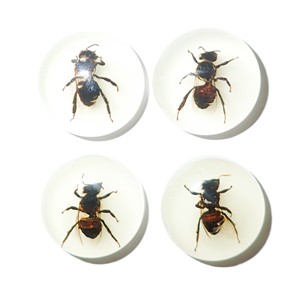 Honey <b>Bee</b> Real Specimen Plastic Cabochon Round 25x25 mm Glow Flat Bottom for Crafts and Jewelry Making - Product Image 4