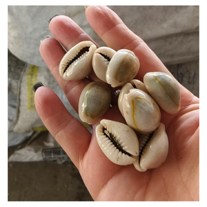 Natural Style Cowrie Shell for Decoration and DIY Crafts with Wholesale Pricing and Bulk Supply - Product Image 1