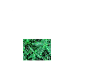 Extracto de Chanca Piedra de Alta Calidad, Soporte Herbal Natural para la Limpieza Renal, Salud del Hígado, Bienestar del Tracto Urinario, Desintoxicación y Equilibrio - Product Image 1