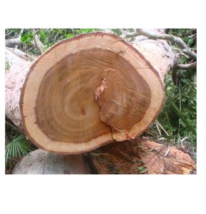 Bois de Moabi écologique et résistant à l'eau à bas prix Bois dur d'origine américaine en vrac de première qualité pour les grossistes et les importateurs - Product Image 4