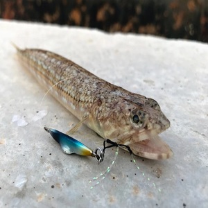 Poisson-lézard de qualité supérieure à prix abordable pour les acheteurs de produits de la mer recherchant des poissons frais de qualité pour la distribution au détail et les restaurants - Product Image 6