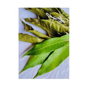 ใบมะม่วงอบแห้งยอดนิยมปี 2026 - ใบมะม่วงเขียวสมุนไพรอบแห้งขายดีที่สุด รับผลิตแบบ OEM ODM รองรับการเปลี่ยนแบรนด์ ใบมะม่วง - Product Image 6