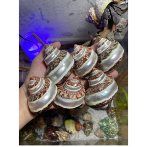 Coquille de turbo décorative faite à la main, naturelle et durable, pour la création artistique, la décoration et le style côtier - Product Image 5