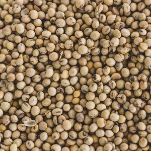 Semillas de Soja Orgánica Premium a Granel con Selección Limpia y Clasificada para Exportadores de Alimentos y Compradores Mayoristas - Product Image 5