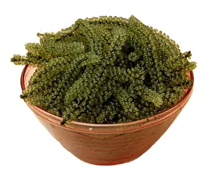 Best Selling Product 2022/Sea Grapes With Good Quality and Best price From Vietnam Manufacturer/Exporter/Supplier