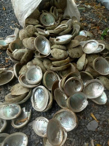 DISPONIBLE |   Concha de abulón para decoración de interiores, manualidades, obras de arte en resina y aplicaciones de exhibición de conchas, Vietnam - Product Image 6