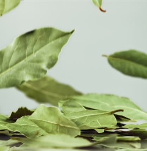 Hojas de Laurel Secas de Estilo Orgánico, Hoja de Laurel Entera a Granel para Mayoristas de Especias, Condimento Natural para Alimentos, Ingrediente Culinario Aromático - Product Image 5