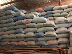 เมล็ดข้าวโพดขาวแห้ง ไม่เหนียว พันธุ์ทั่วไป ยี่ห้อ TZ453G อายุการเก็บรักษา 24 เดือน สำหรับอาหารคนและสัตว์ - Product Image 4