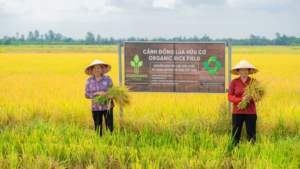 Premium Vibrant Rice Ramen Noodles <b>Spaghetti</b> Pasta With Colorful Vegetables - Elite Export Quality From Vietnam - Product Image 6