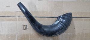 Shofar en corne de bélier naturelle, écologique, pour usage religieux, cadeau d'affaires - Uttar Pradesh Hs Husnain Crafts - Product Image 4