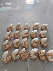 เปลือกหอยนาตูลัสพรีเมียมสำหรับตกแต่งบ้าน ตู้ปลา และงานฝีมือ คุณภาพส่งออก ราคาขายส่ง - Product Image 5