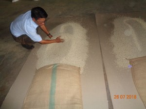 Poivre Blanc Doublement Lavé du Vietnam 630G/L, Herbe Fraîche en Poudre Séchée, Goût Épicé, Similaire à la Piment de la Jamaïque, Meilleur Prix de Gros! - Product Image 6